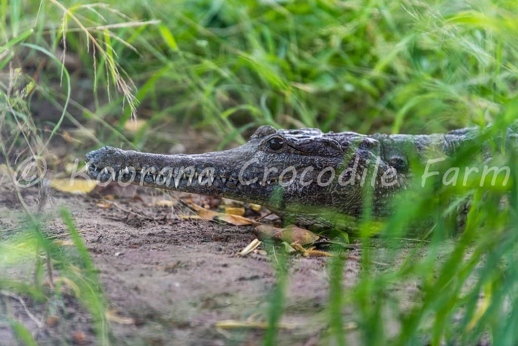 Taste of Crocodile Meat