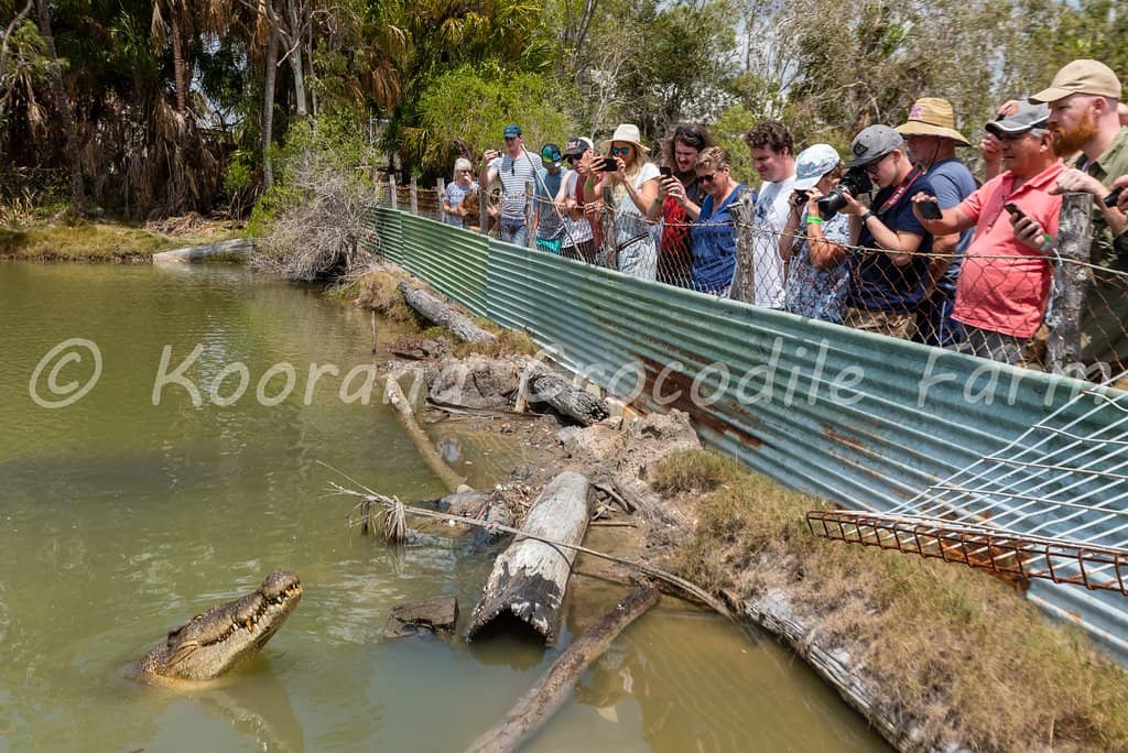 Hold a Baby Crocodile
