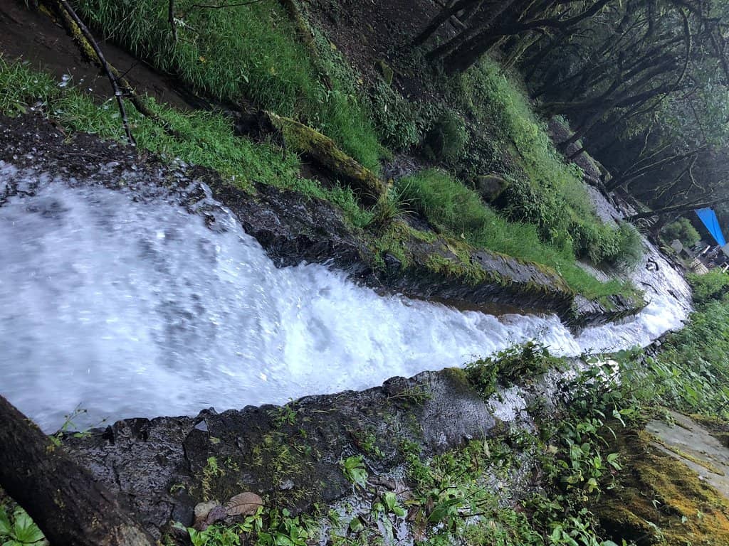Lush Gardens and Diverse Trees