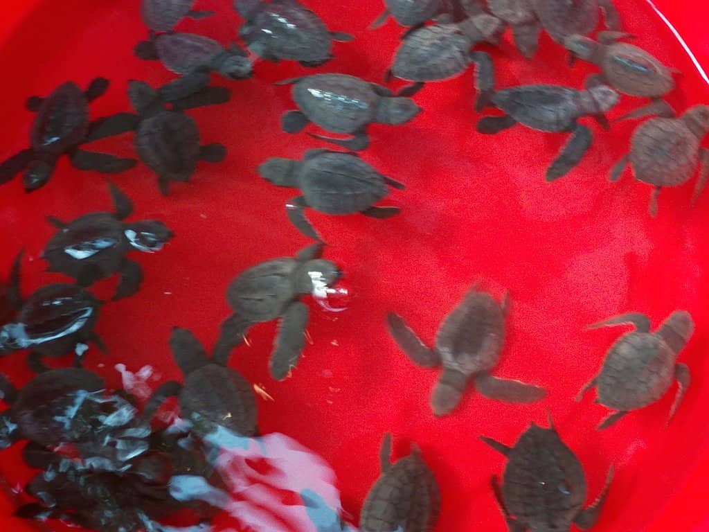 Conservation Efforts