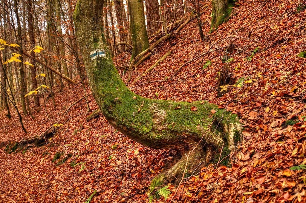Rustic Cabins & Shelters