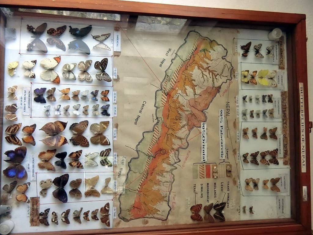 Wildlife Exhibits