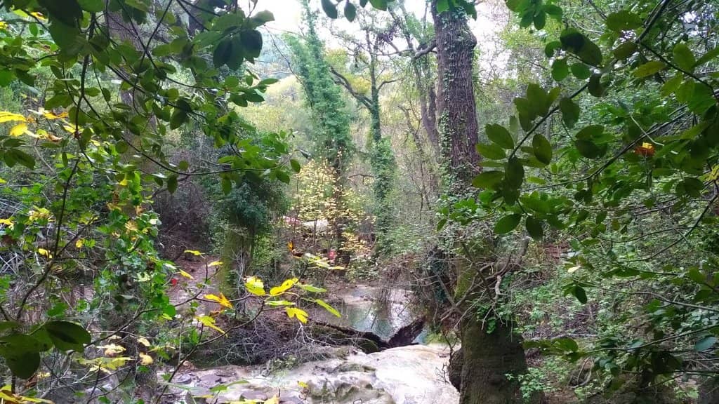 Diverse Culinary Offerings