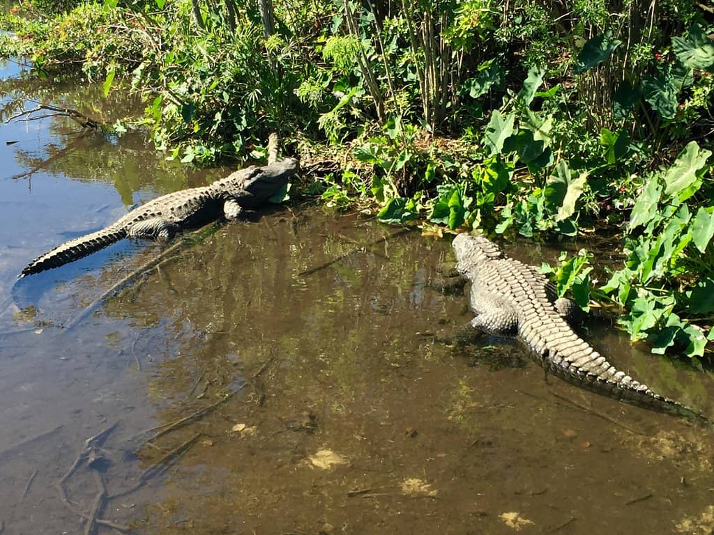 Mount Dora Downtown Stroll