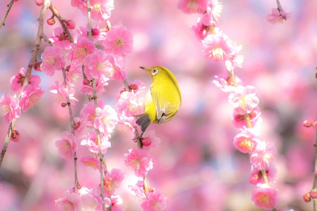 Unique Dual-Color Tree