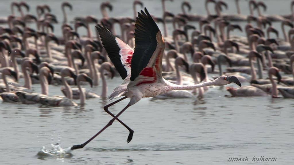 Mangrove Boardwalk Exploration
