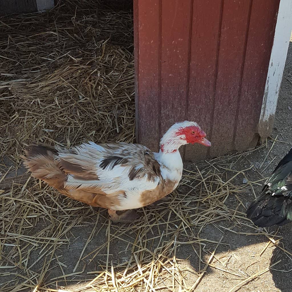 Thrift Store Treasures