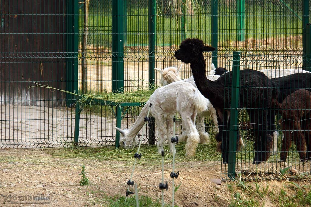 African Savannah Wonders