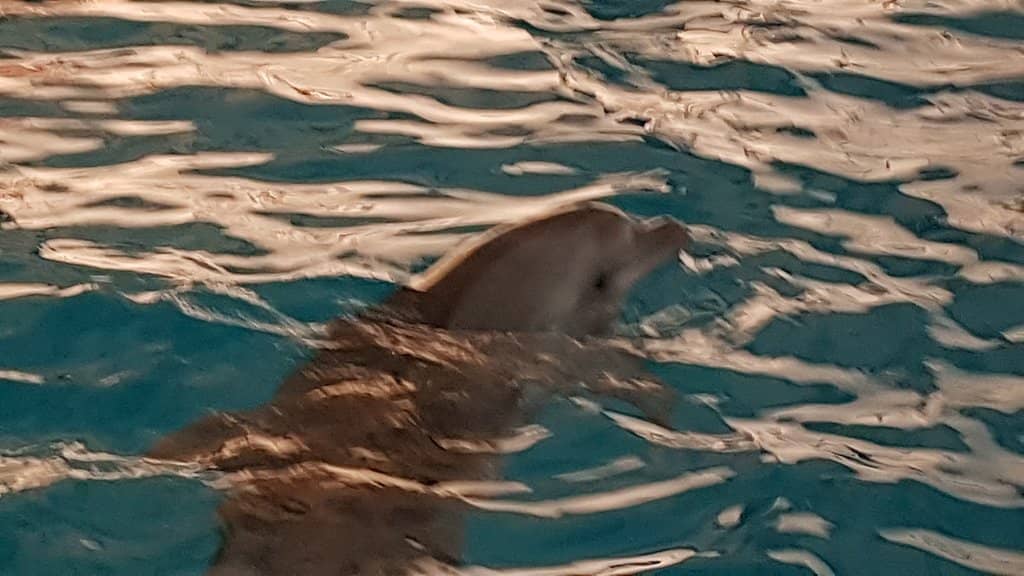 Sea Lion Performance