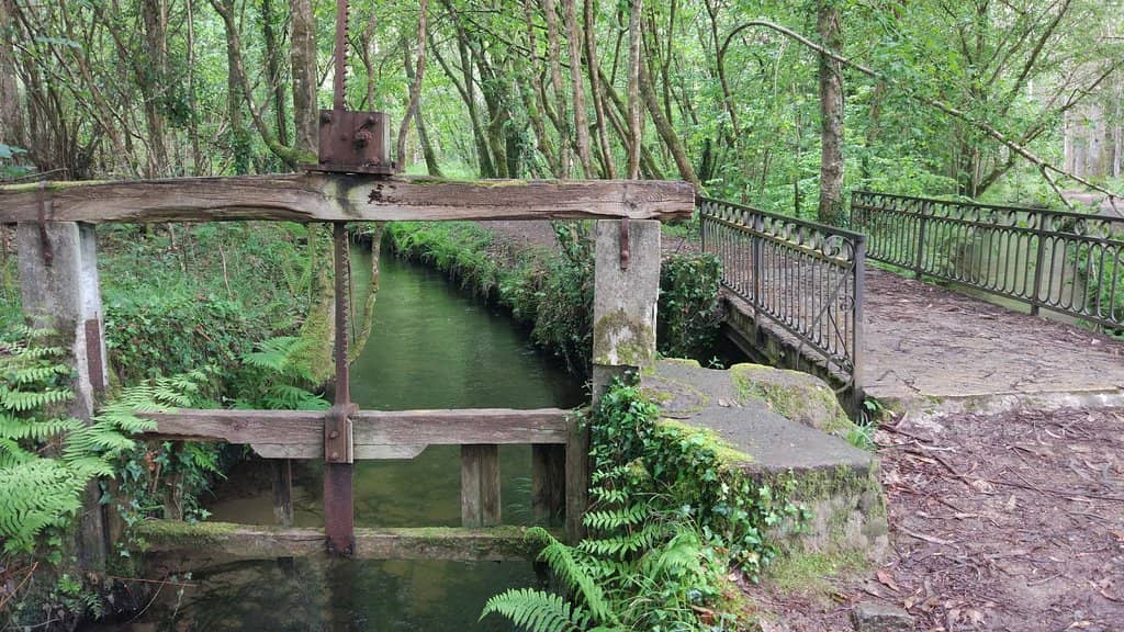 Gigantic Eucalyptus Trees