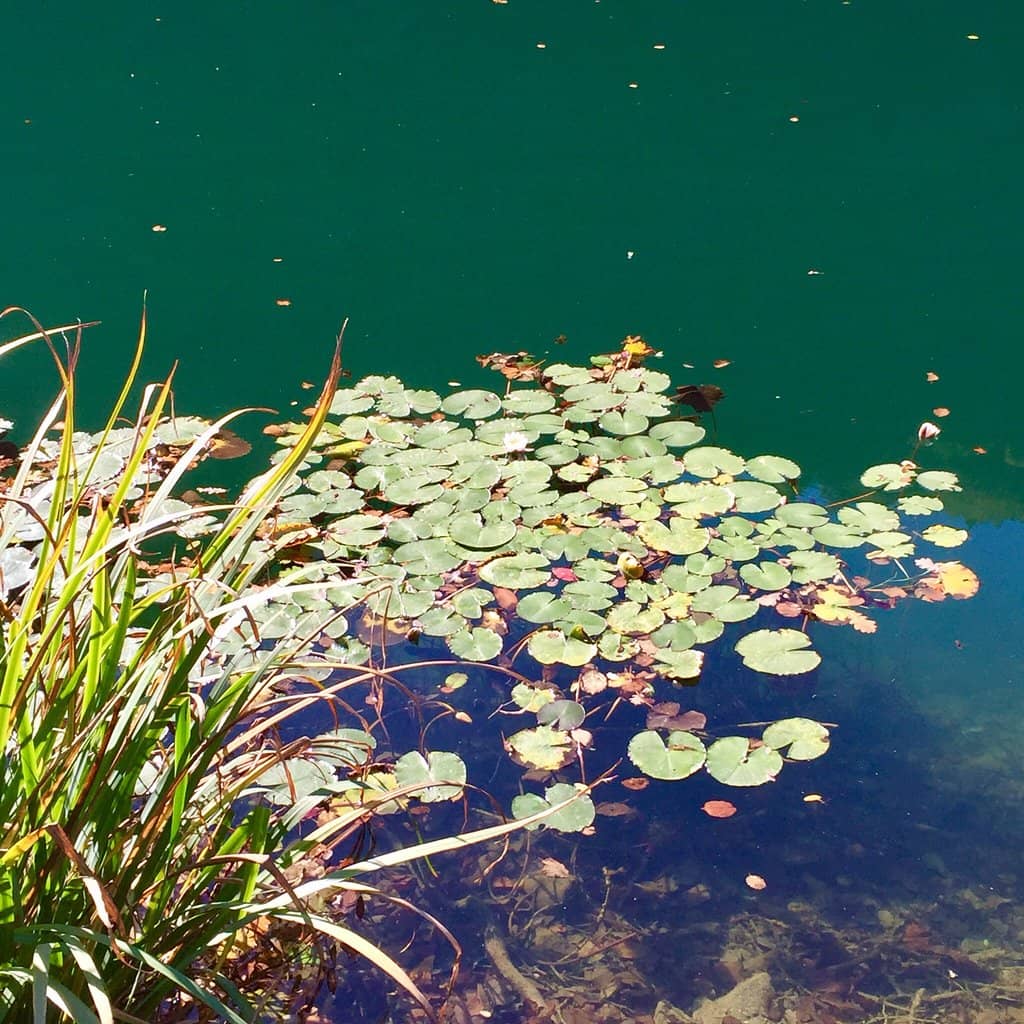 Hidden Swimming Havens