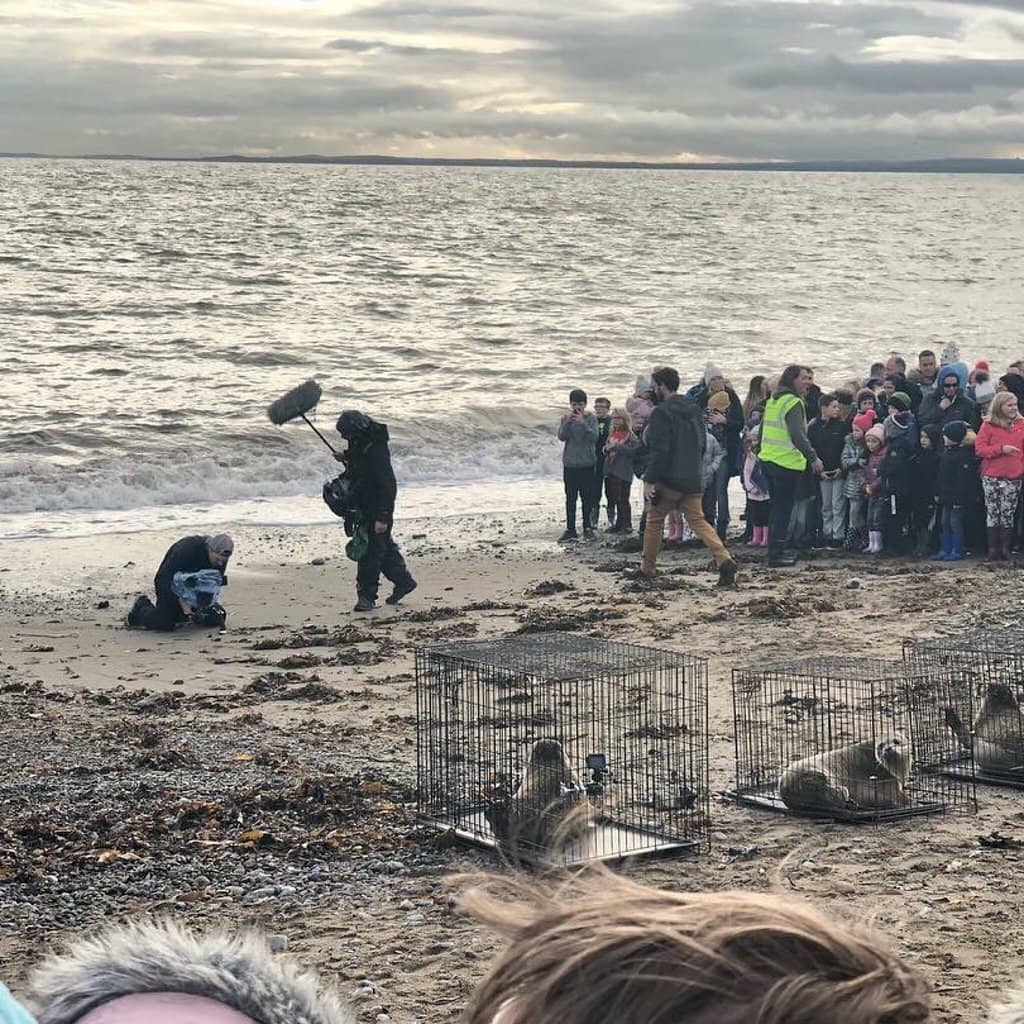 Cooley Mountains Backdrop