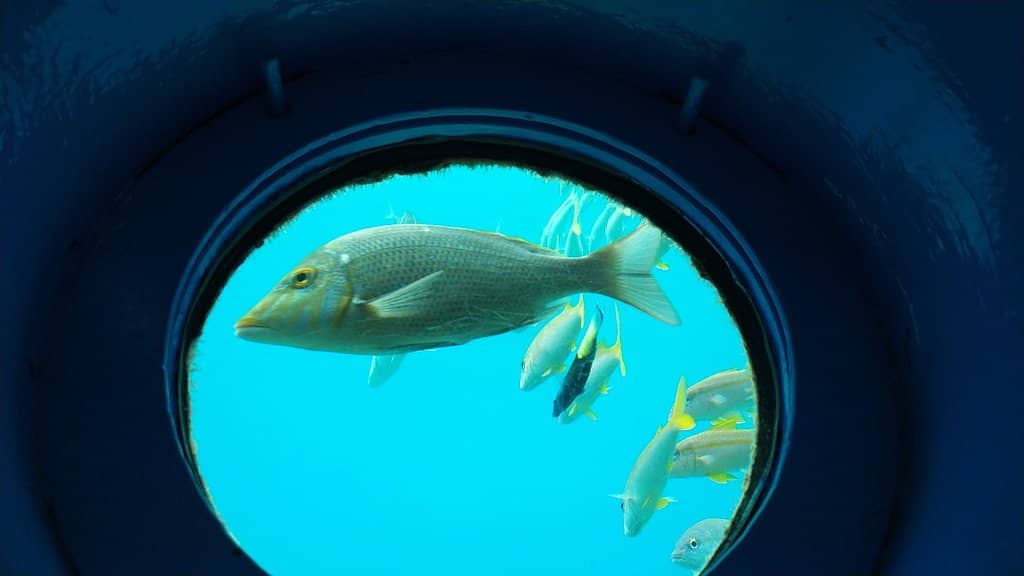 Glass-Bottom Boat Ride