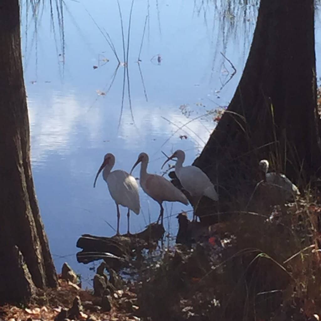 Shaded Nature Trails