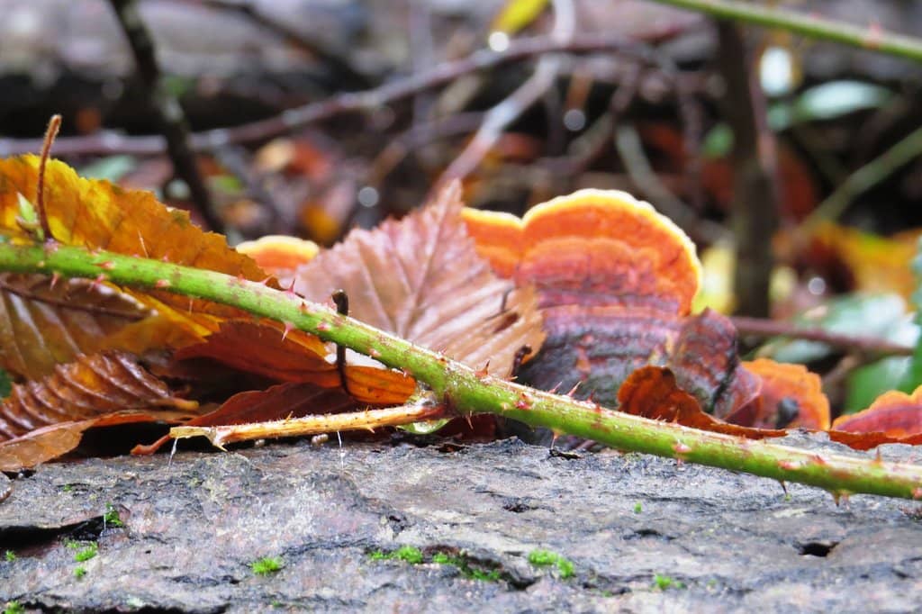Château de Fontainebleau
