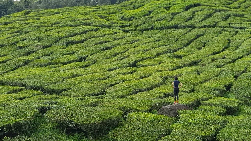 Rolling Green Tea Terraces