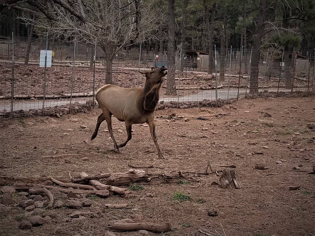 Piebald Deer Sighting