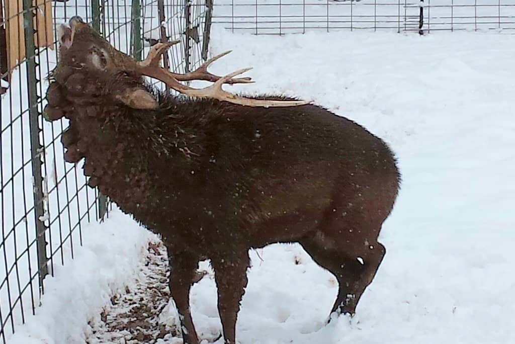 Diverse Animal Encounters
