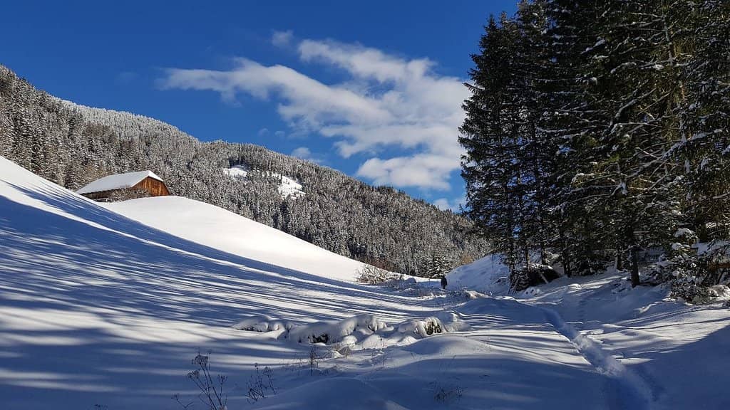 Woodland Trail with Sculptures