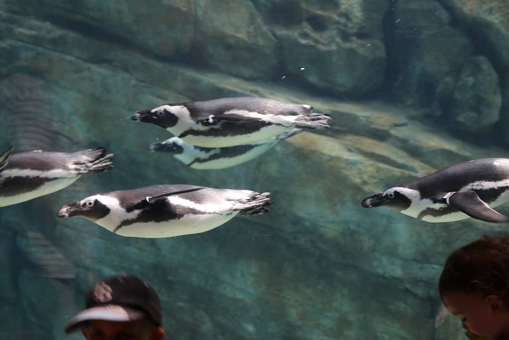 Sea Turtle Touch Tank
