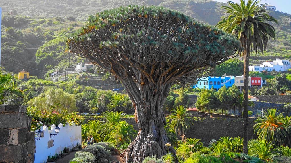 Glacier Torrecillas Views