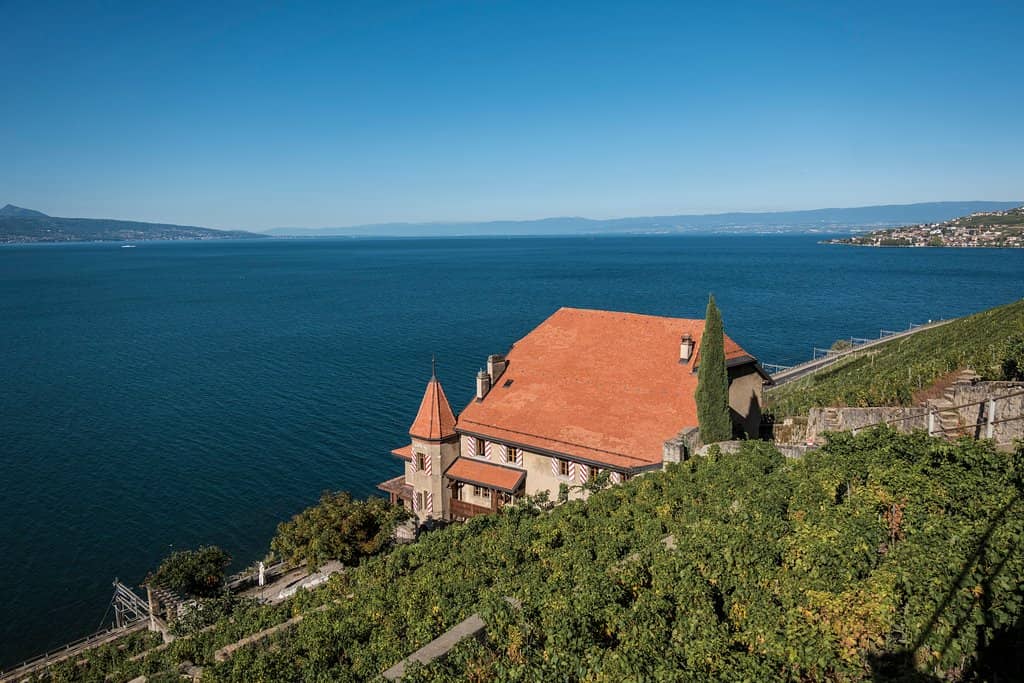 Vineyard Tours & Tastings