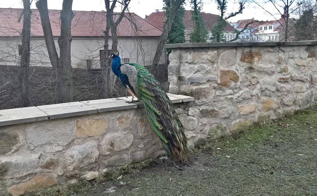 The Town of Brandýs nad Labem