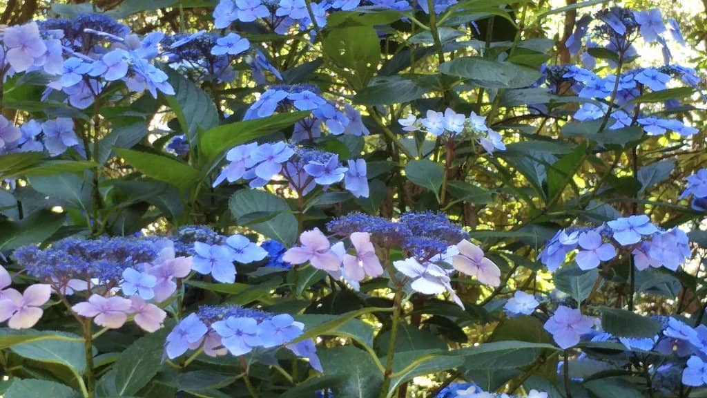 Chelsea Australian Garden