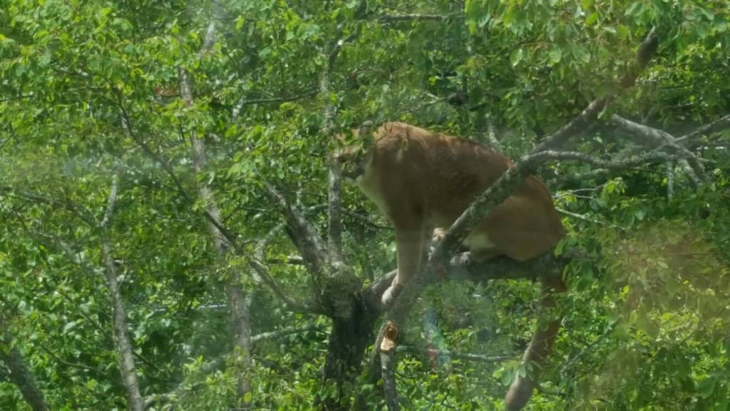 Mile High Swinging Bridge