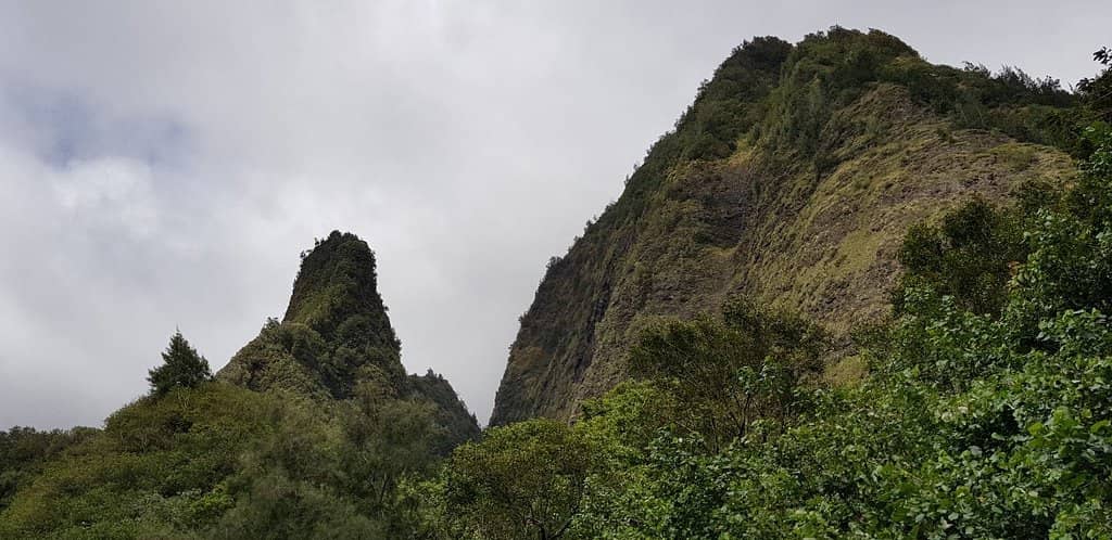 Lush Rainforest Trails