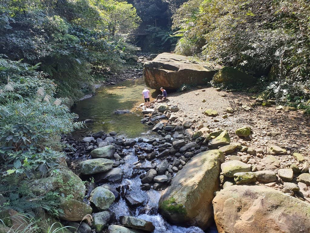 Lush Rainforest Trails