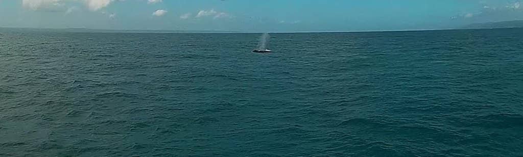 Humpback Whale Spectacle