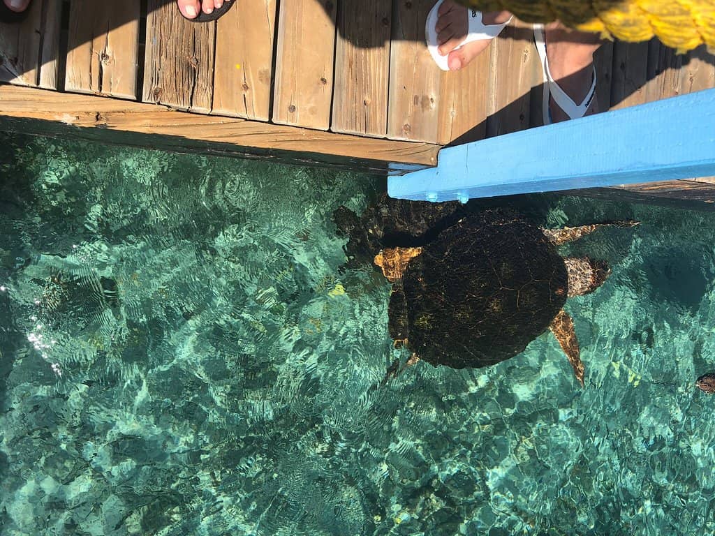 Interactive Animal Experiences