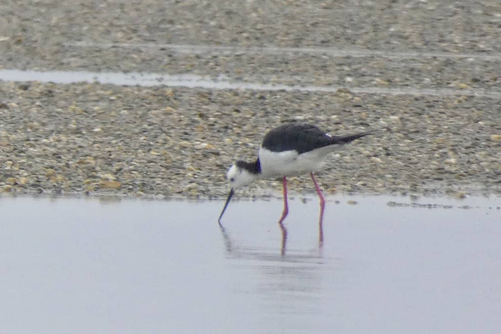 Three Mile Lagoon Views