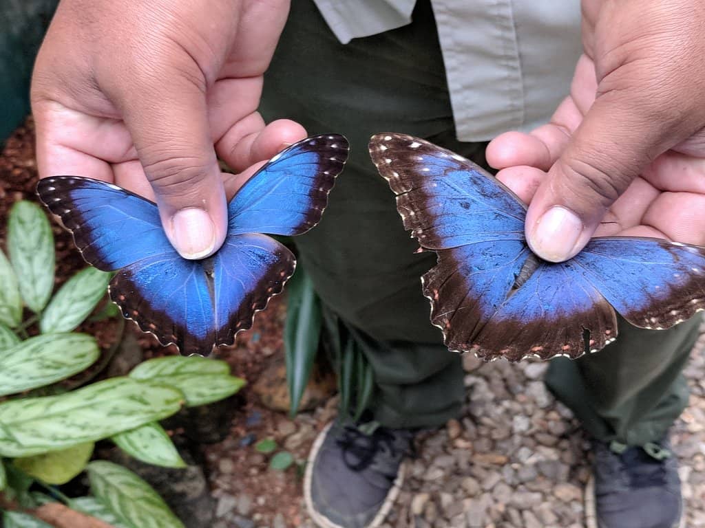 Macal River Canoeing