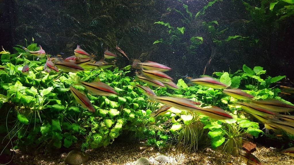 3D Interactive Park & Turtle Movie