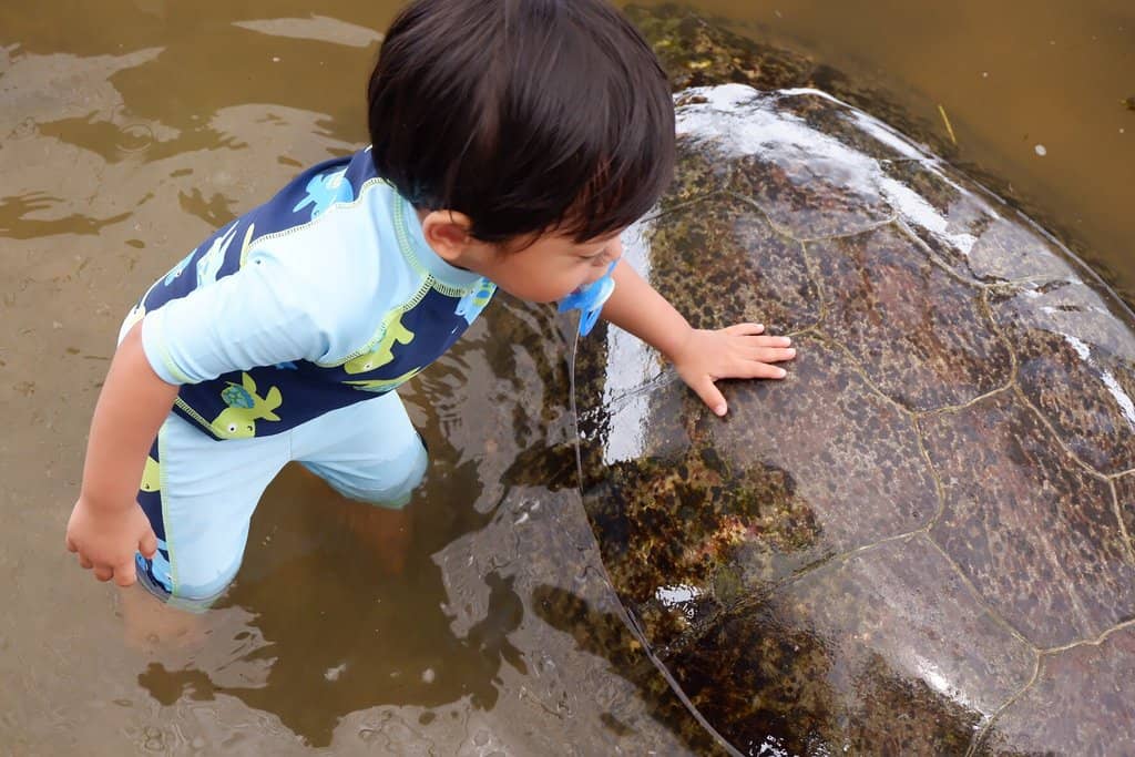 Meet the Turtles