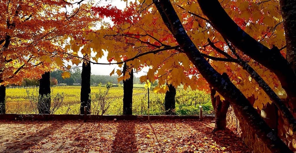 Luxurious Accommodation