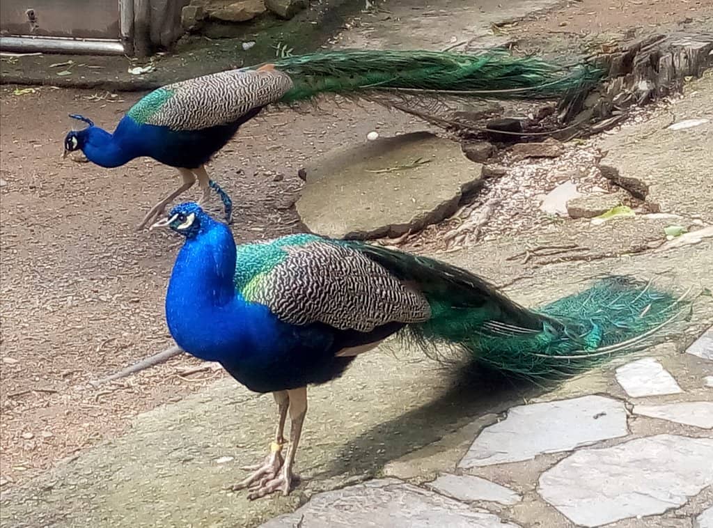 Tranquil Water Bodies