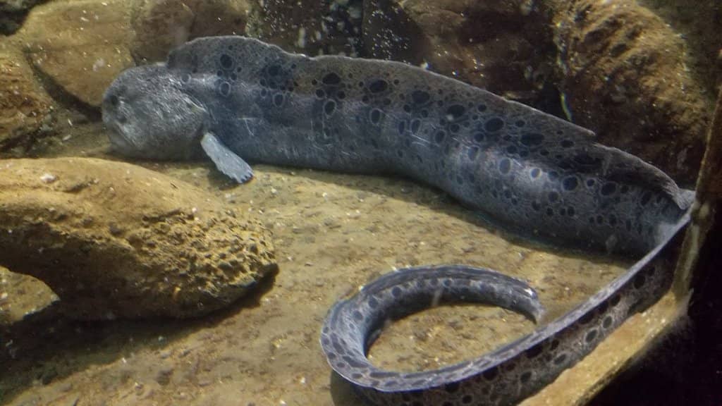 Interactive Touch Tank