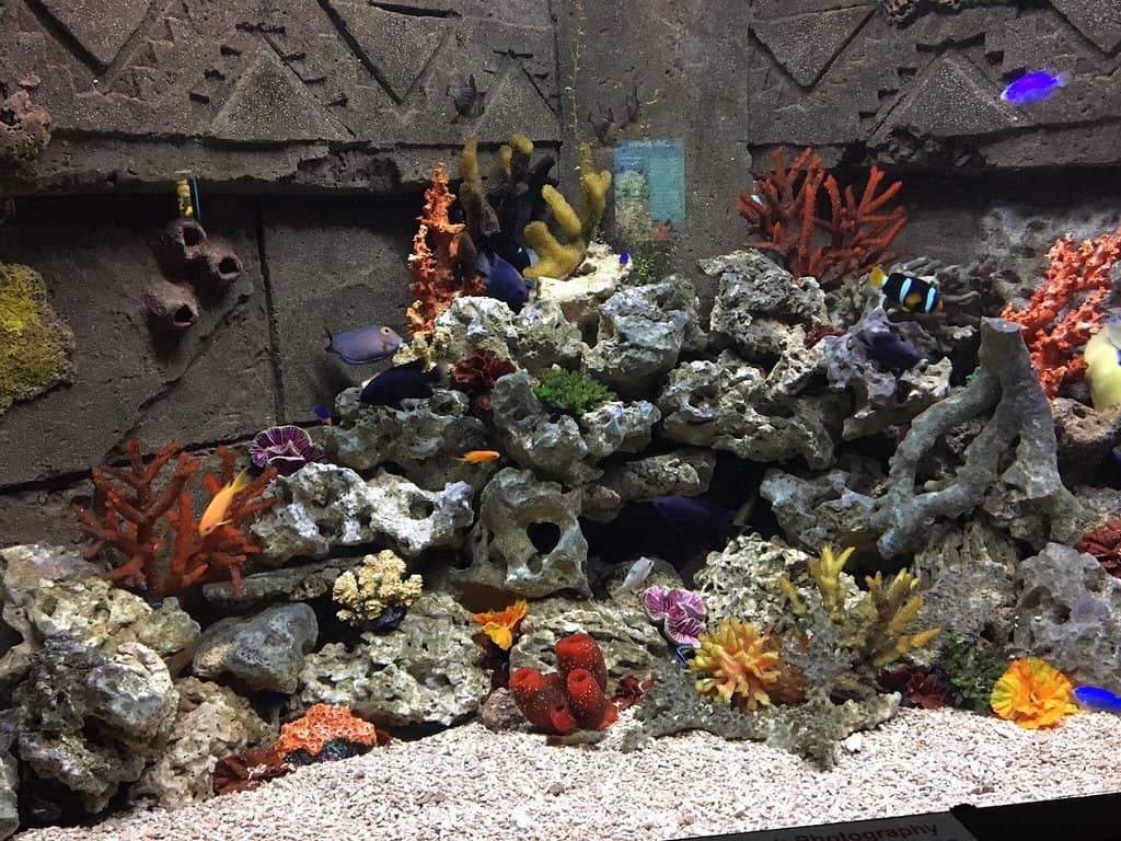 Shark & Ray Encounters