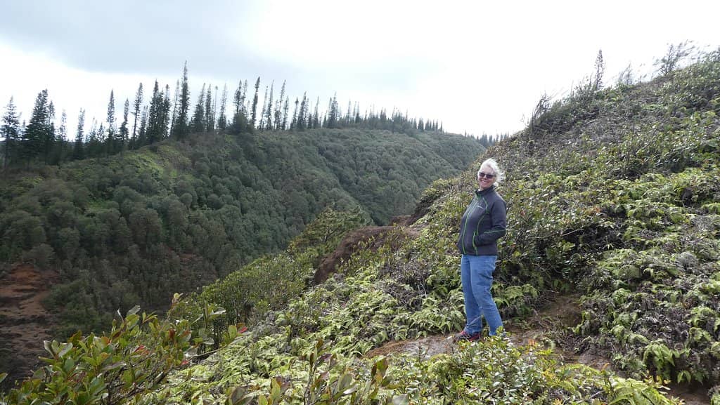 Forest Path Serenity