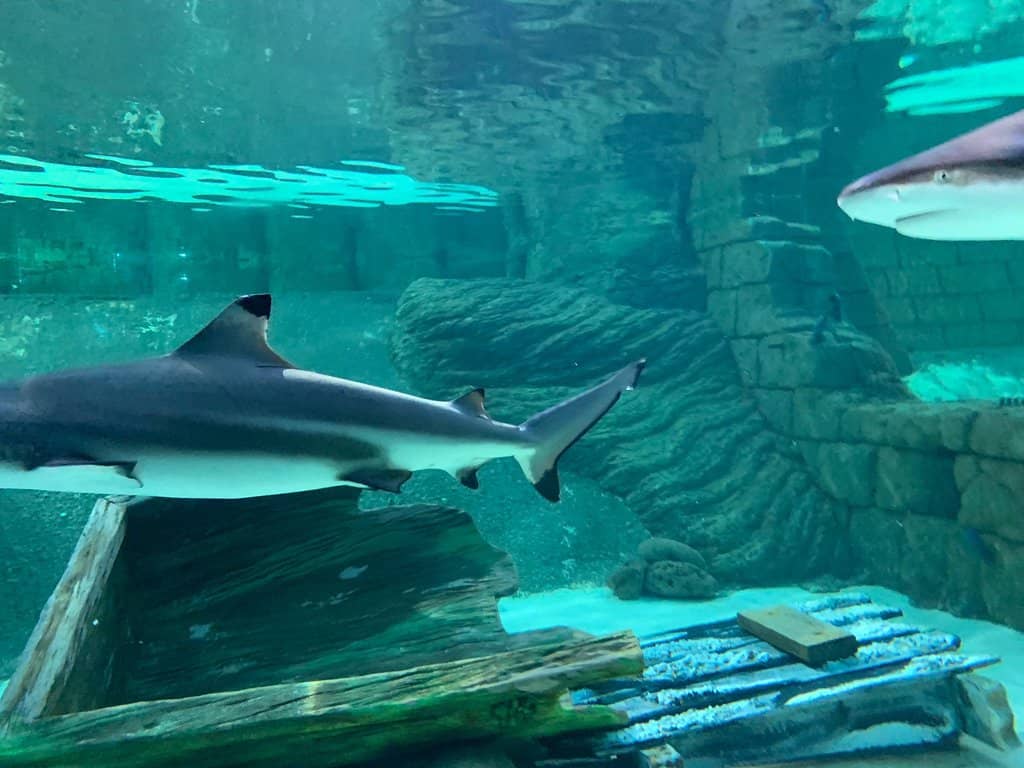 Educational Exhibits