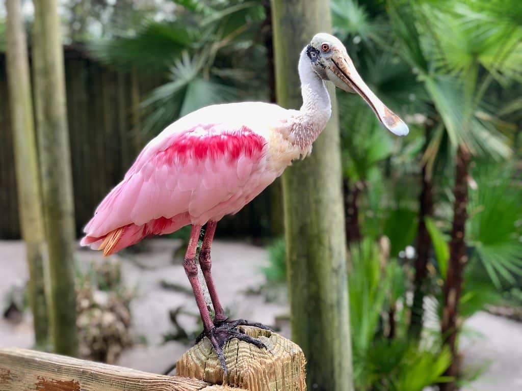 Underwater Observatory (The Fish Bowl)