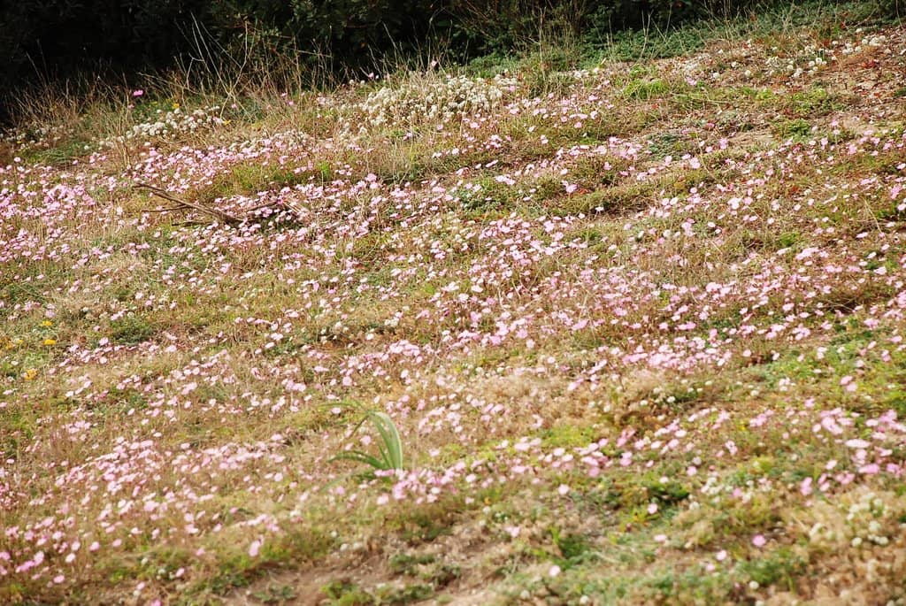 Proximity to Tharros