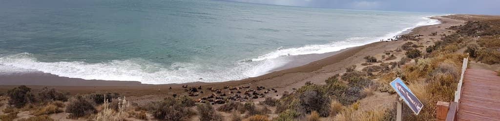 Orca Hunting Spectacle