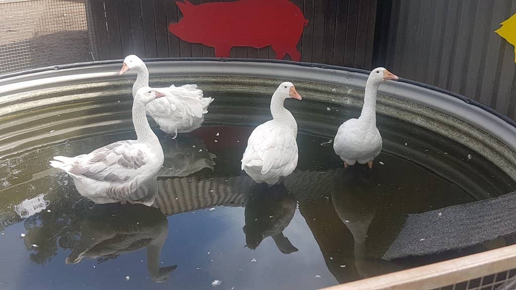 Marmoset Monkey Encounters