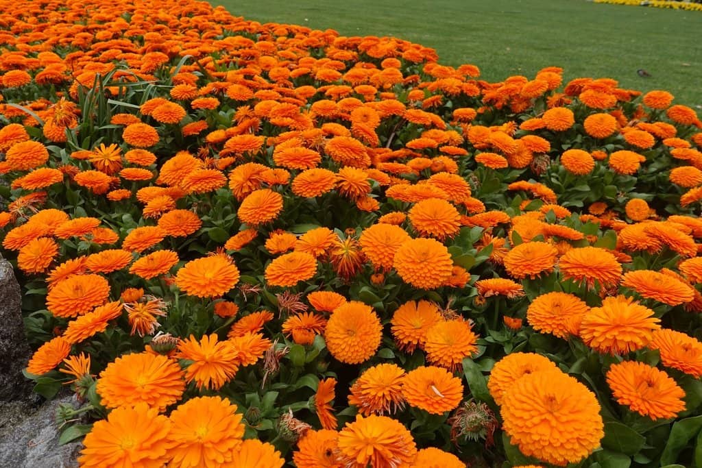 Pania of the Reef Statue