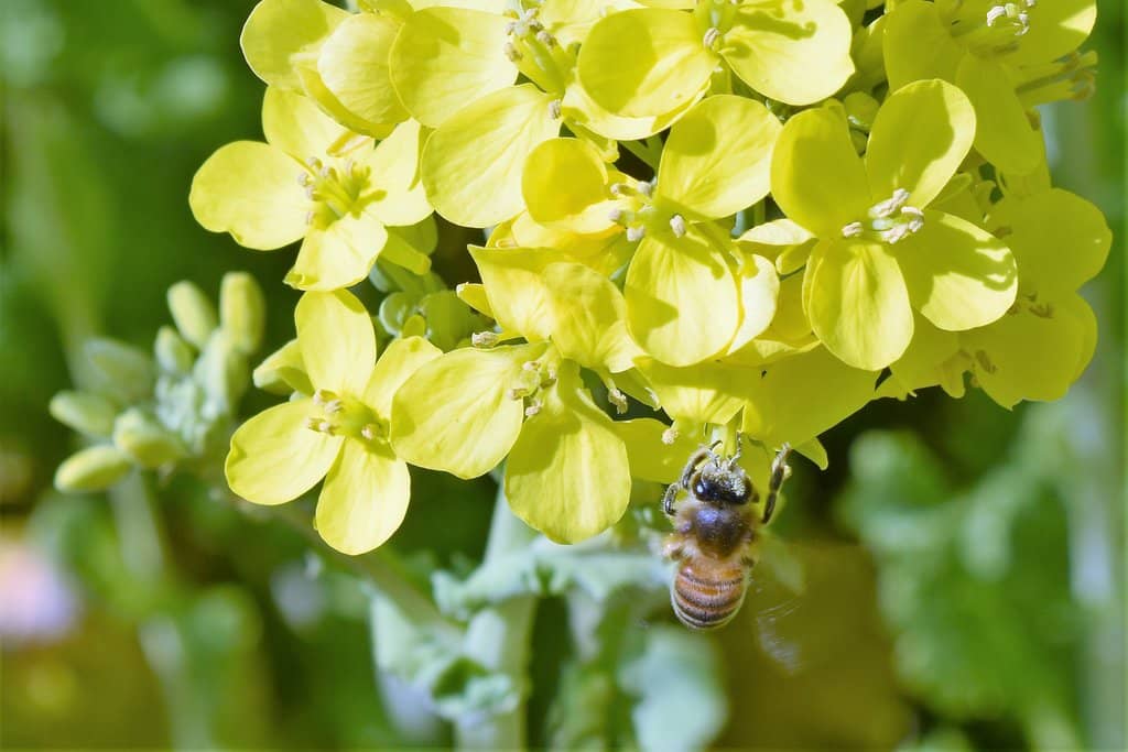 Atsumi Peninsula Coastline