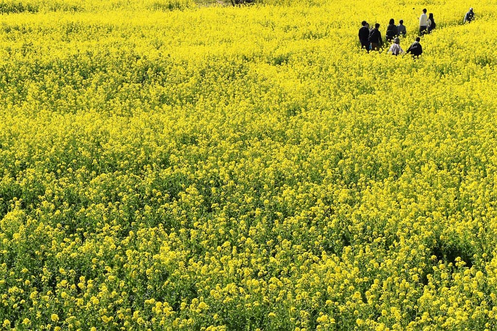 Seaside Shops & Oysters